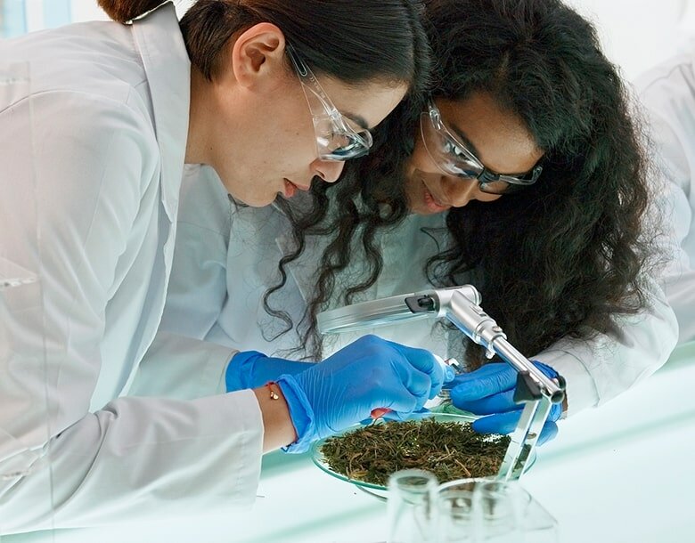 inspecting plant